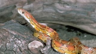 Corn snakes