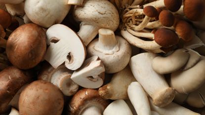 how to grow mushrooms of different varieties