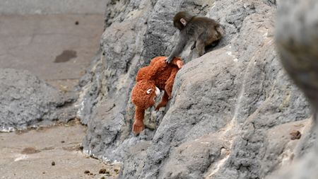 CHIBA, JAPAN - FEBRUARY 20 : Baby monkey named 'Punch' is seen with a stuffed animal at a zoo on February 20, 2026, in north of Tokyo, Chiba Prefecture, Japan. Abandoned by his mother at birth, the monkey found comfort with a stuffed animal. (Photo by David Mareuil/Anadolu via Getty Images)