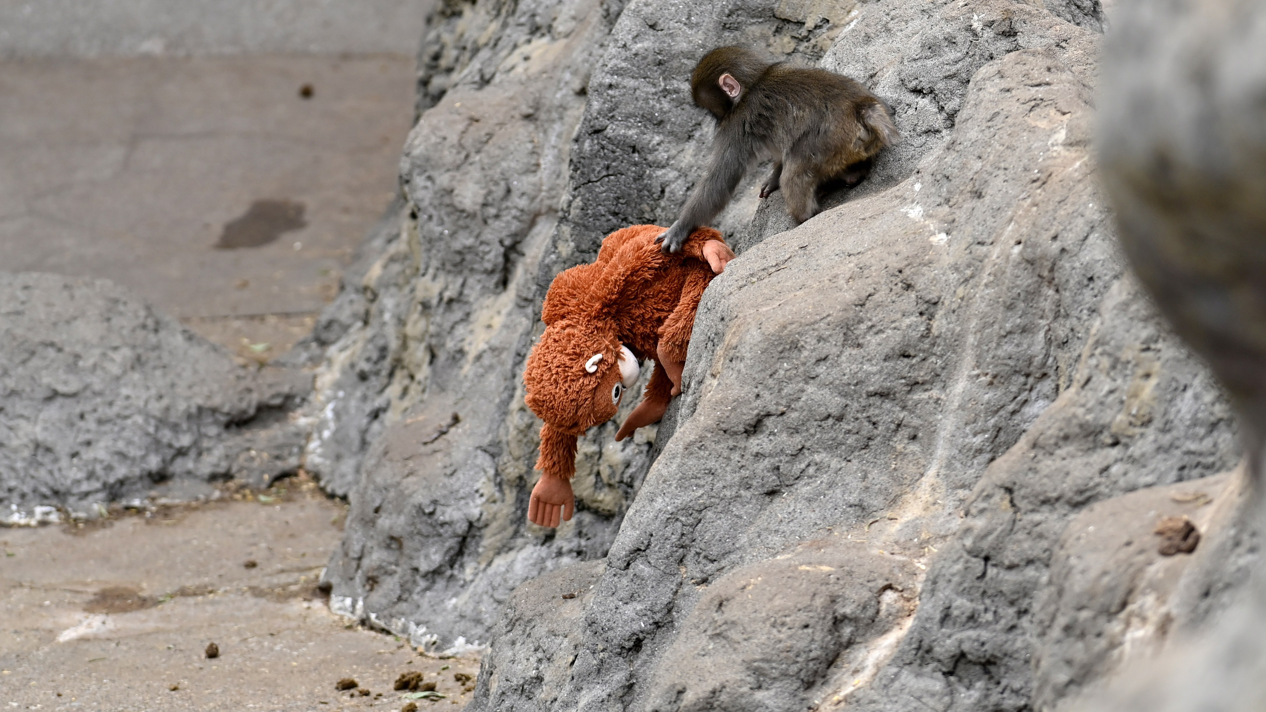 Baby monkey named 'Punch' is seen with a stuffed animal at a zoo on February 20, 2026, in north of Tokyo, Chiba Prefecture, Japan. Abandoned by his mother at birth, the monkey found comfort with a stuffed animal. (Photo by David Mareuil/Anadolu via Getty Images)