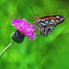 Gulf Fritillary butterfly on a thistle flower