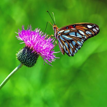 Gulf Fritillary butterfly on a thistle flower