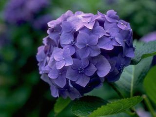 Deep blue hydrangea flowers