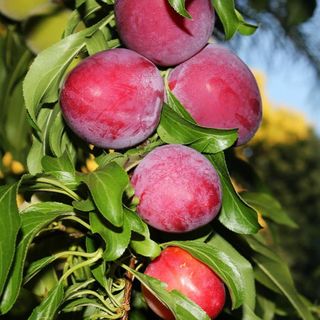 Santa Rosa Plum Tree