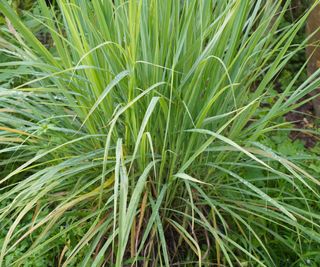 A clump of lemongrass