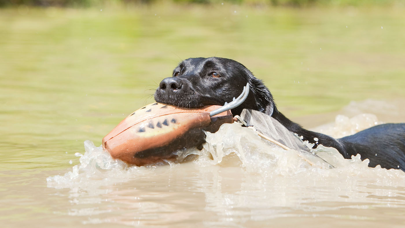 Black labrador retriever swimming with training dummy in mouth