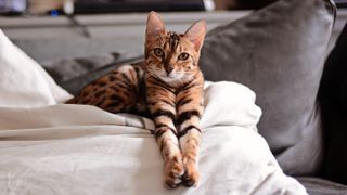 Expensive Bengal cat laying on cushion 