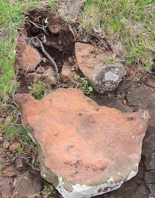 A broader view of the rock that researchers overturned to find the feasting tarantula and its snake dinner.