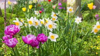 Spring flowers in bloom