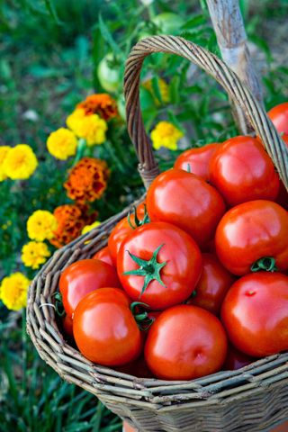 tomatoes picked in a trug next to flowers