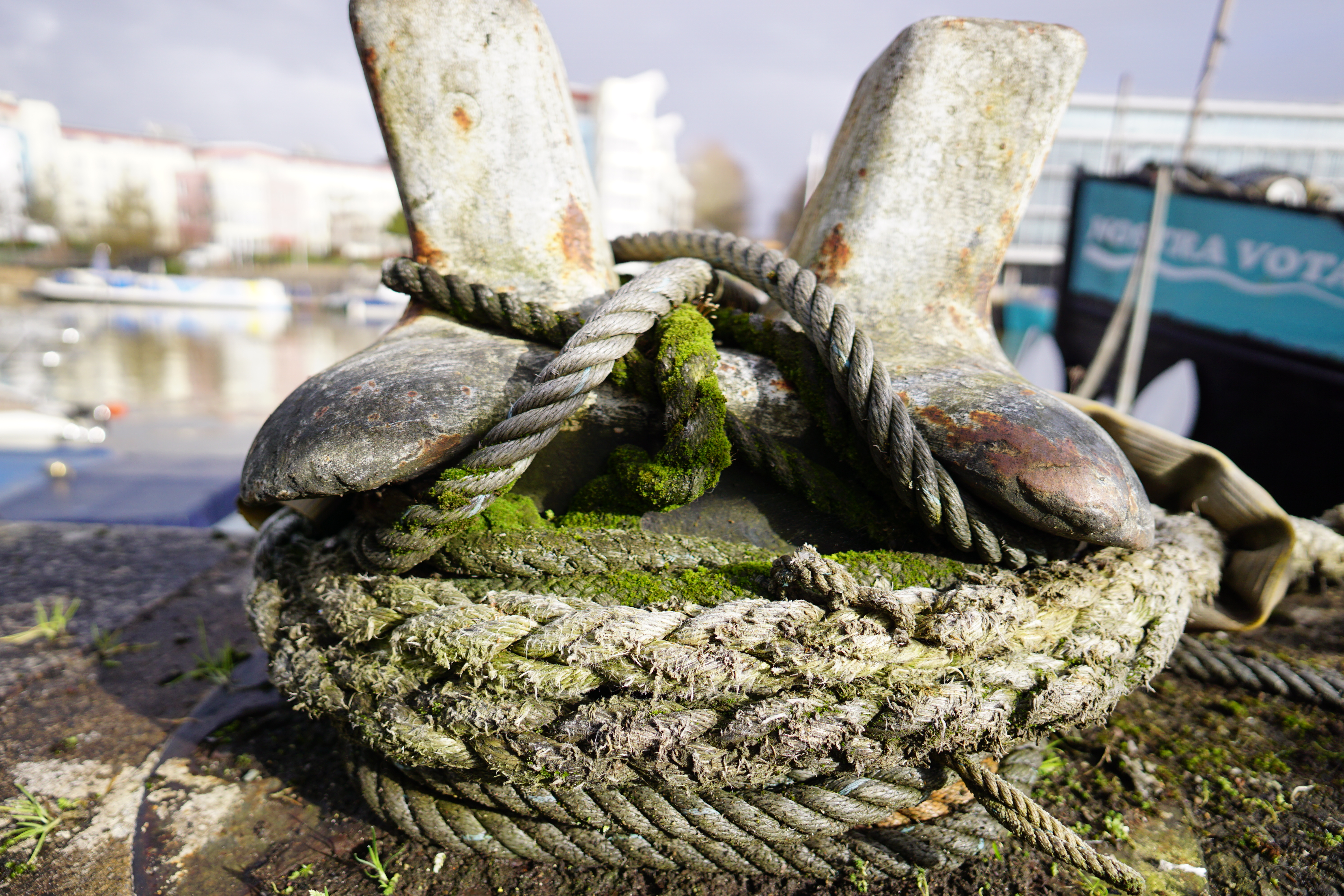 Sigma 15mm f/1.4 DC | C sample image