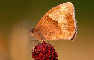 Meadow Brown Butterfly