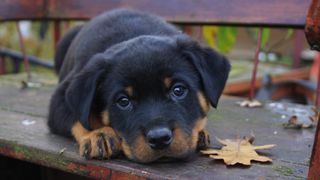 Rottweiler breed profile: Rottweiler puppy lying on park bench with autumn leaf beside them