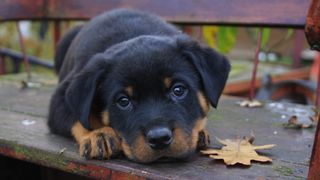 Rottweiler puppy