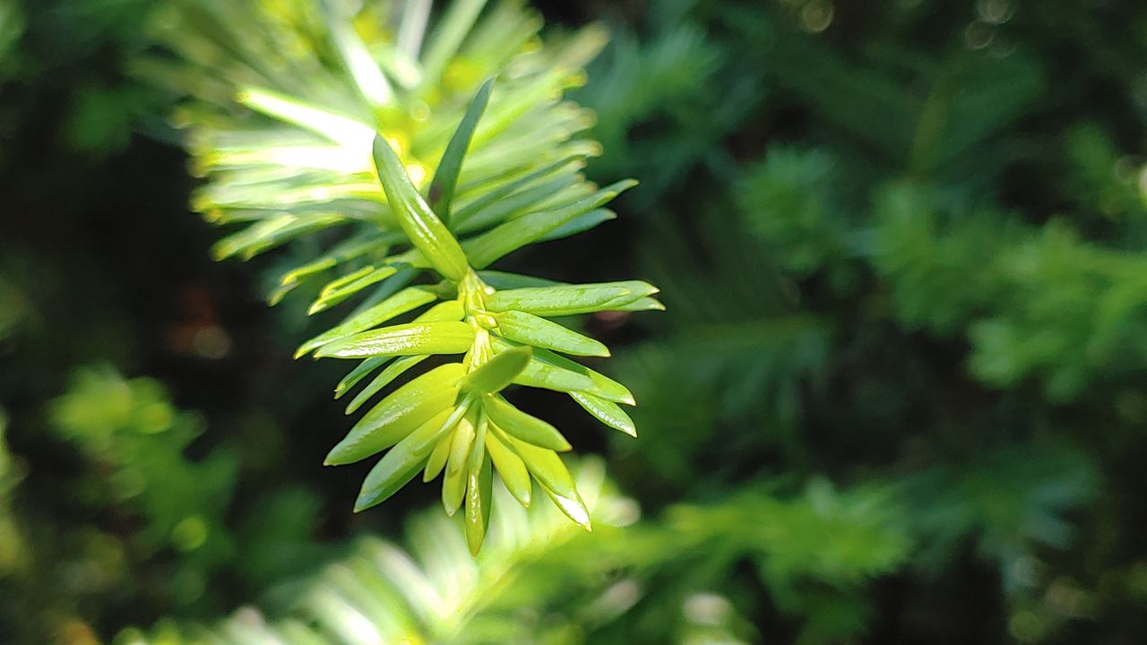 close-up with telephoto