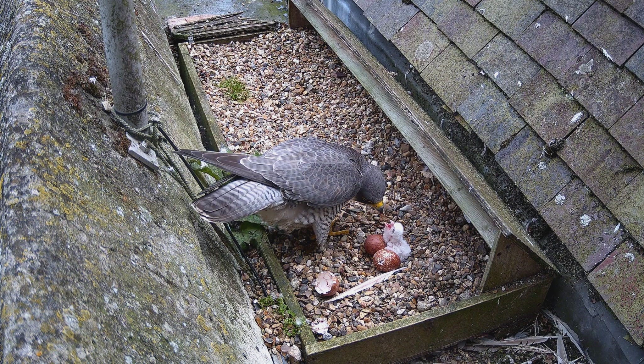 St Albans Cathedral Peregrine Chick Feeding