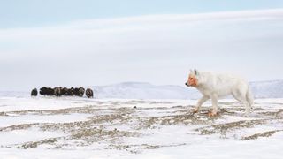 An arctic wolf with a reddish face and paws walks across a snowy landscape, while a herd of musk oxen grazes in the background