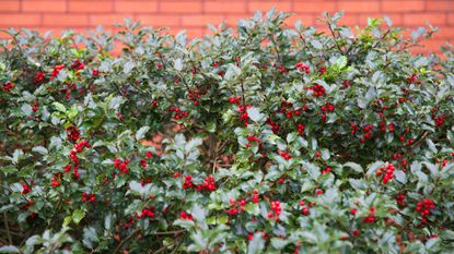 Holly hedging