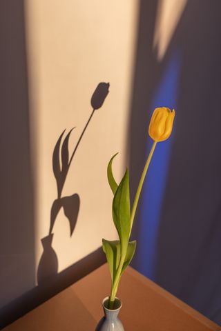 Tulip, 2020 by Dan Ipp