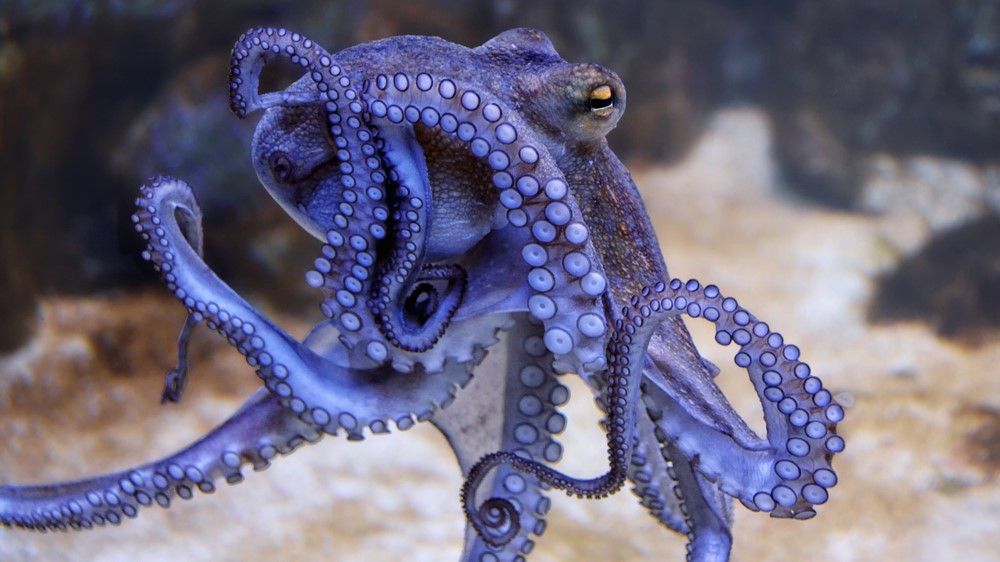 How Do Octopuses Change Color? | Live Science