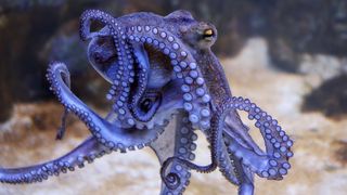 A blue octopus swims in the water