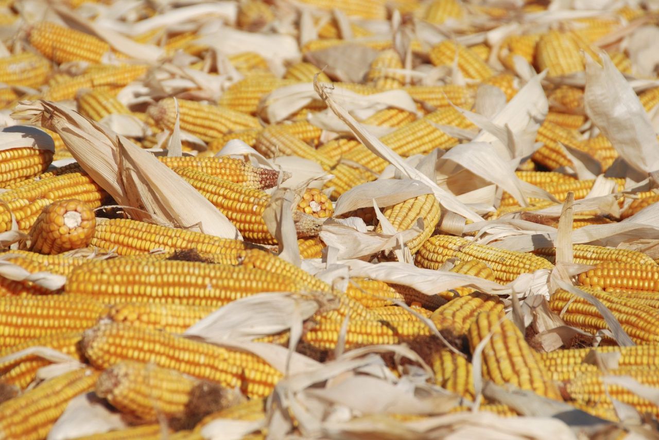 Several Corn And Stalk