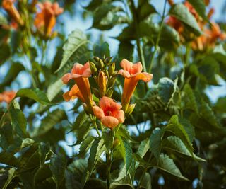 Orange flowered trumpet vines against a backdrop of green leaves