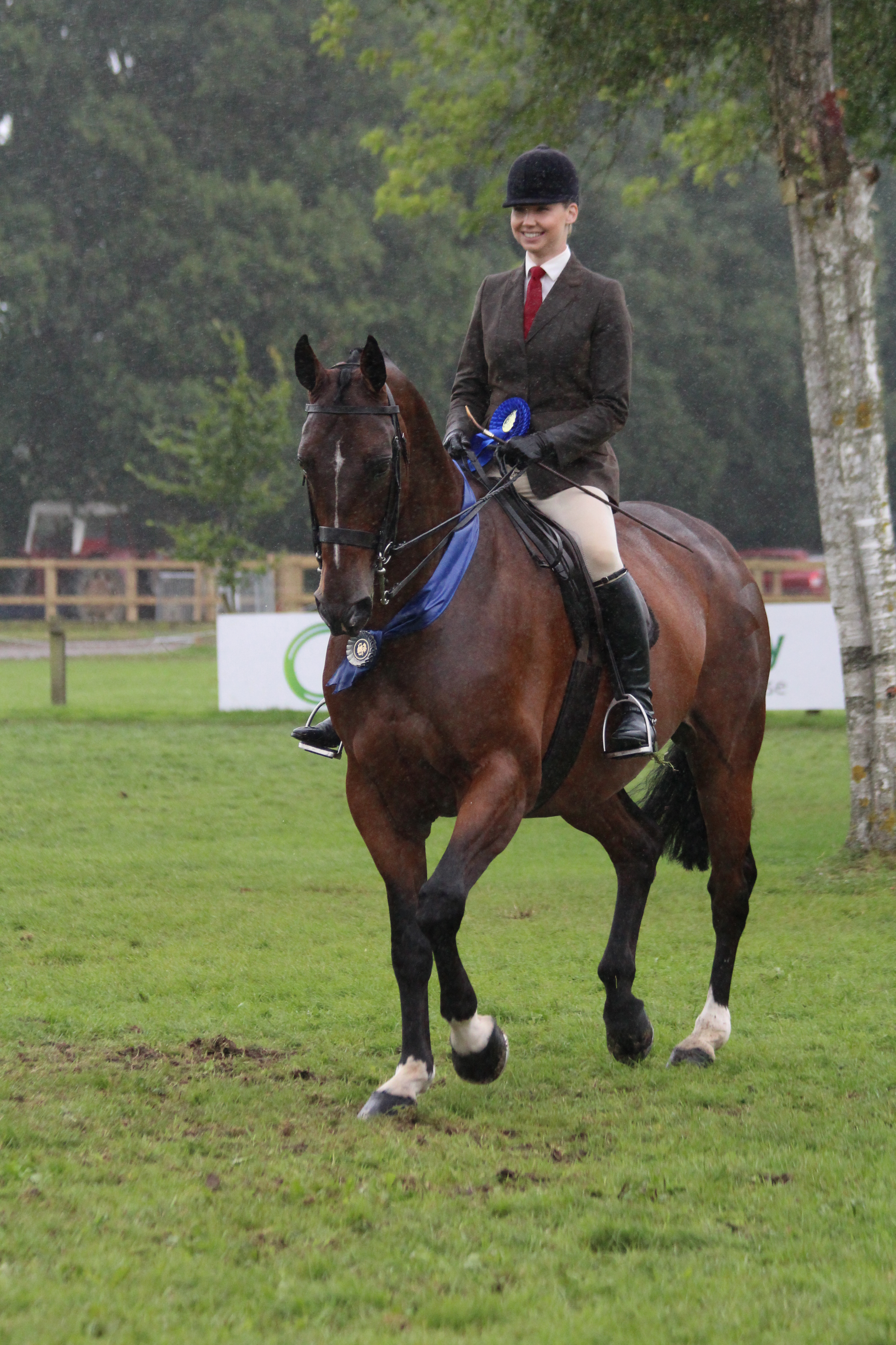Amateur middleweight hunter: Boss