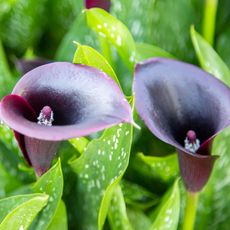 black flower garden with dark calla lily plants