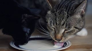 cats drinking milk