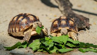 Two turtles eating green leaves, possibly Kale