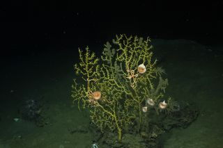 Damaged coral colonies