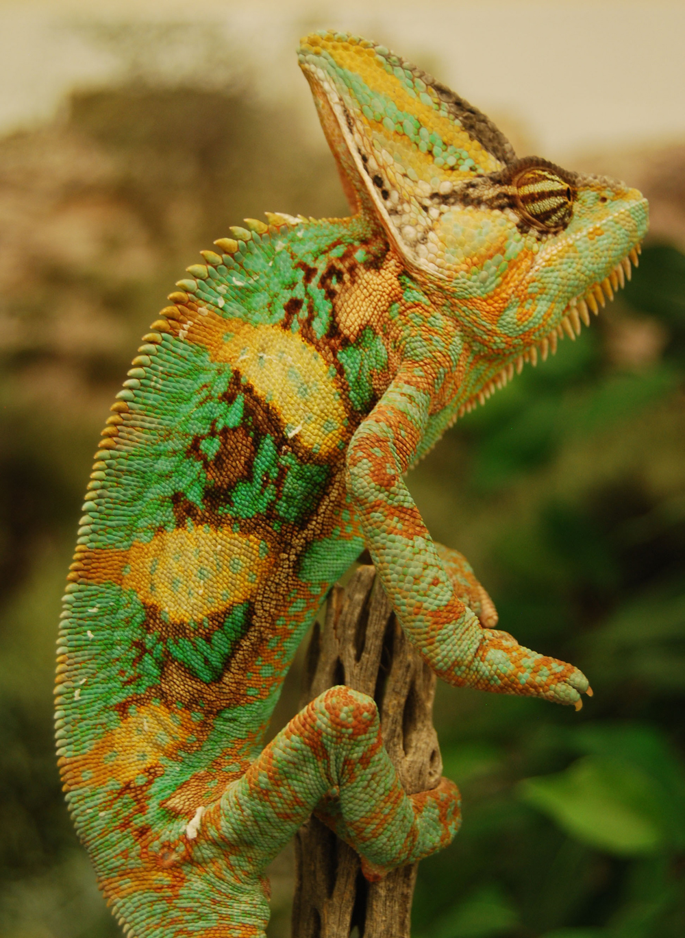 In Images: Colorful Chameleons Change Colors During Combat | Live Science