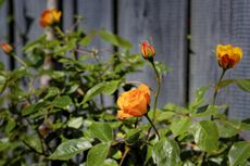 orange roses on grey fence 1498218620