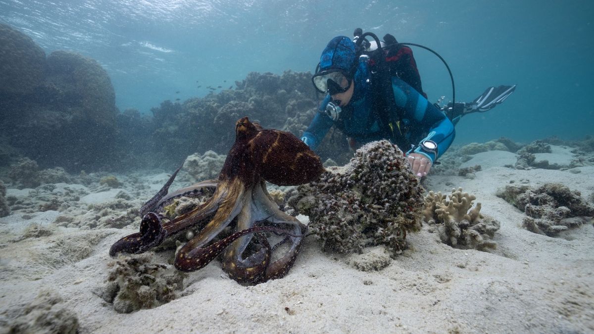 A diver gets up close with an octopus in &quot;Secrets of the Octopus&quot;