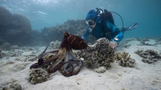 A diver gets up close with an octopus in "Secrets of the Octopus"
