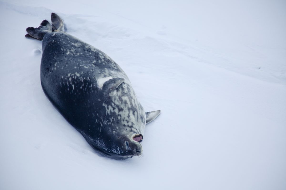 Weddell seal