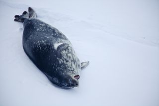 Weddell seal