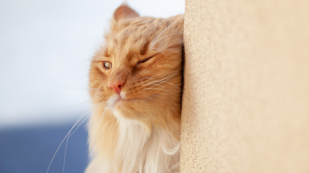 Why do cats rub their face on things? PetsRadar