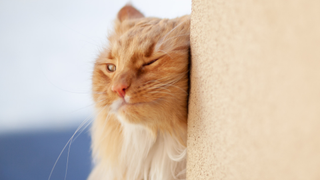 Ginger cat rubbing their face on the wall