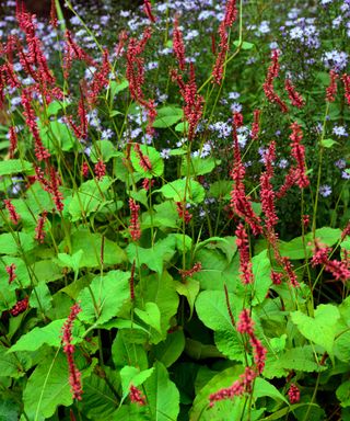 Ruby flowers and bright green leaves of Persicaria amplexicaulis ‘Blackfield'