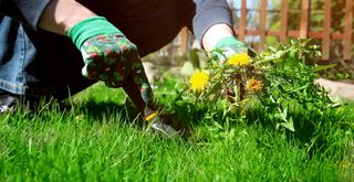 woman removing weeds by hand using a trowel to show how to get rid of weeds in grass for good by removing roots