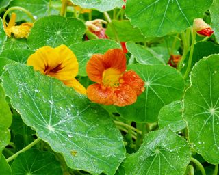 nasturtiums