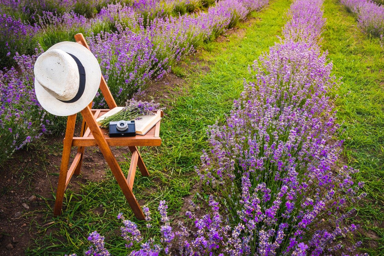 How To Create A Lavender Garden: Planting A Garden Of Lavender Flowers