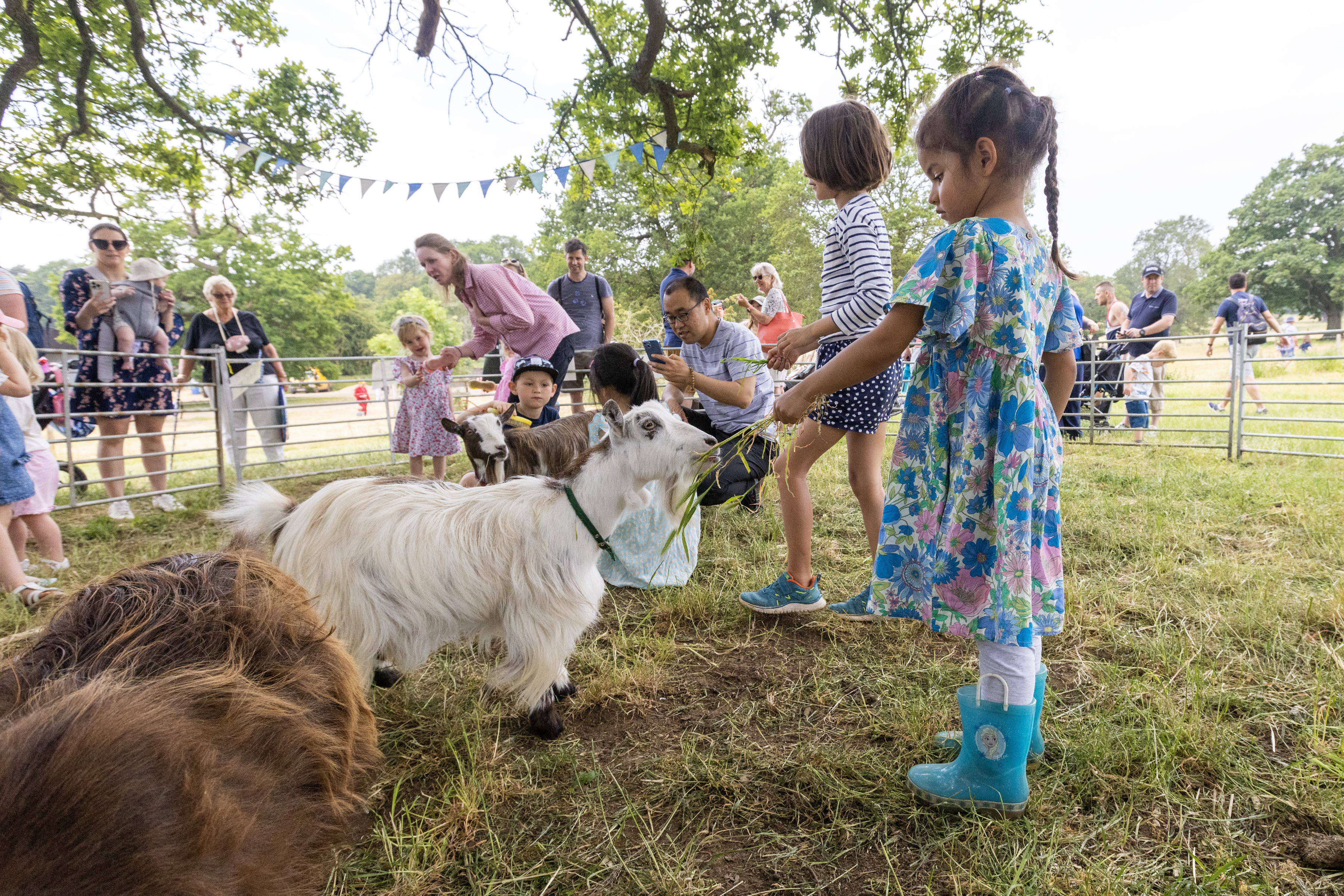 children feeding goats
