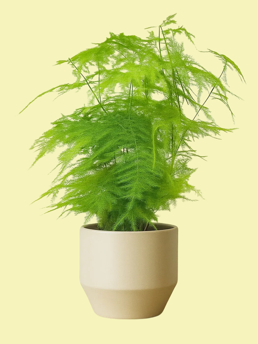 A potted asparagus fern