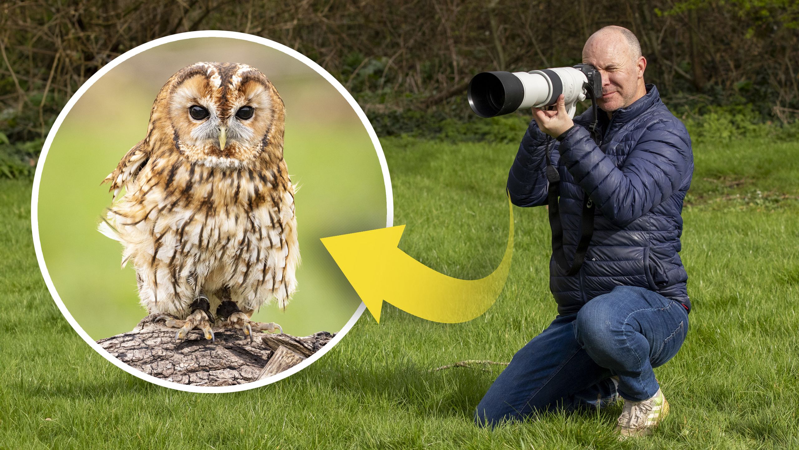 Get better bird photos with Canon's RF 200-800mm super telephoto lens ...