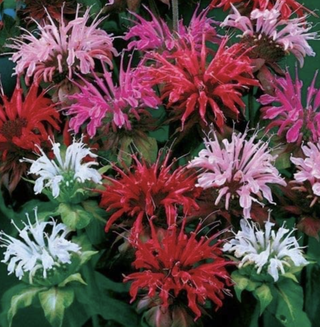 red, white and pink flowering bee balm plant