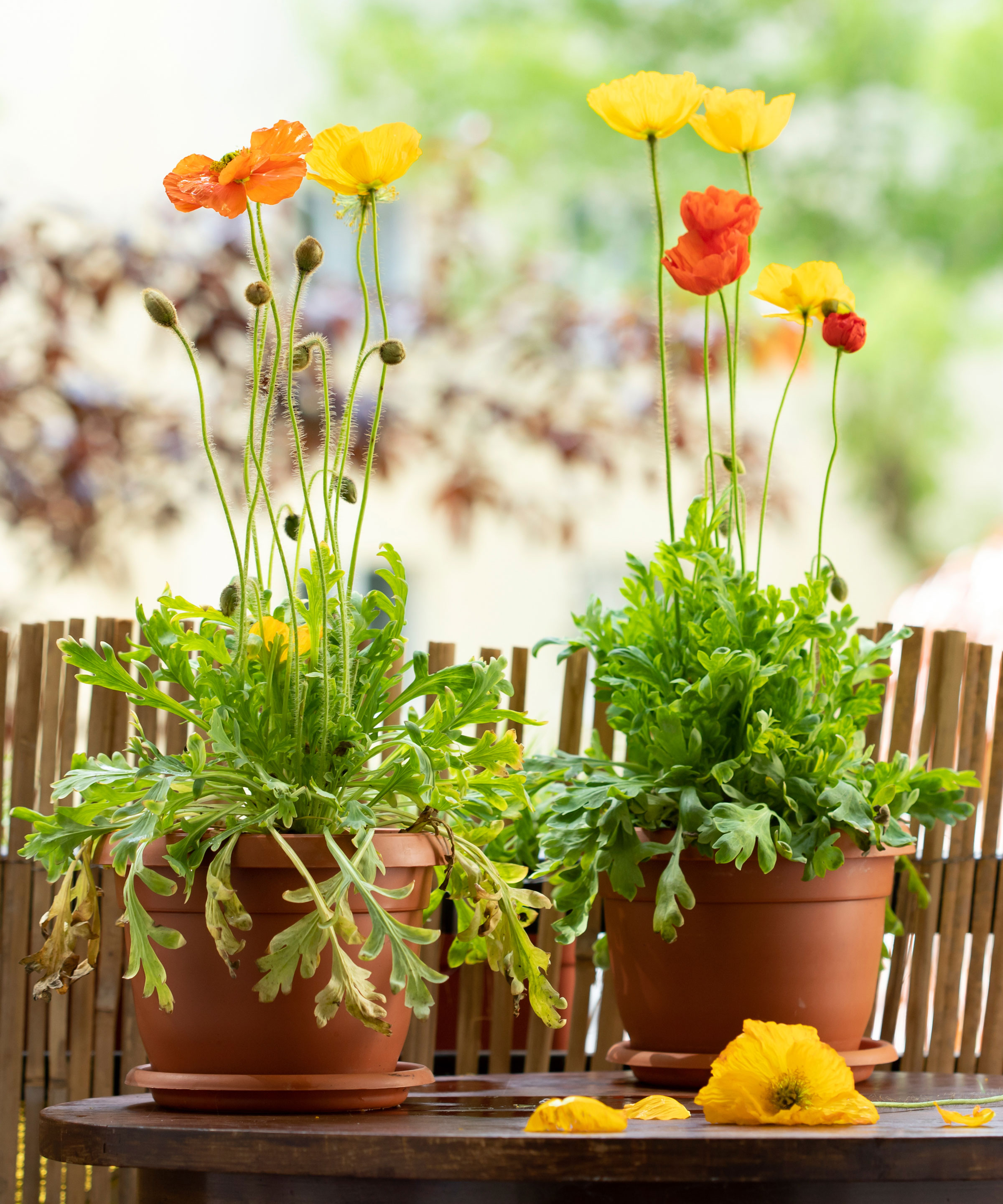 Icelandic poppies growing in containers