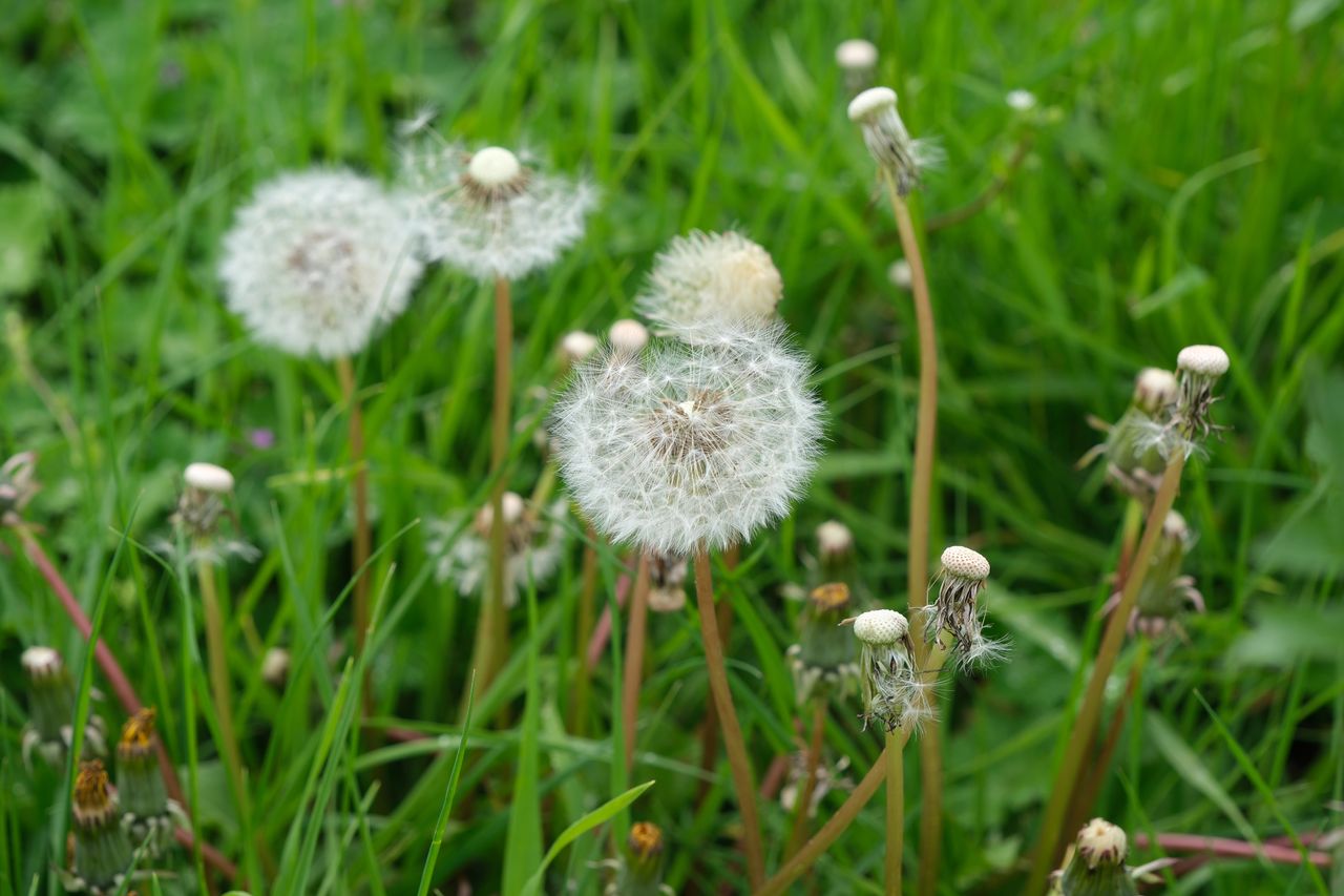 Fujifilm X-H2 review sample image